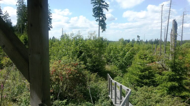 Blick von der Aussichtsplattform am Kyrill-Pfad über den nachwachsenden Wald