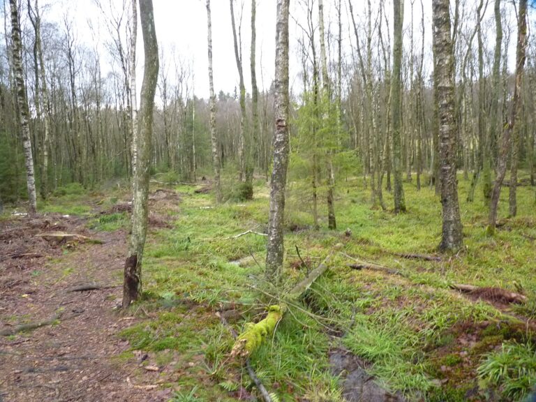 Pfad durch das Ederquellgebiet mit Birken und Moos