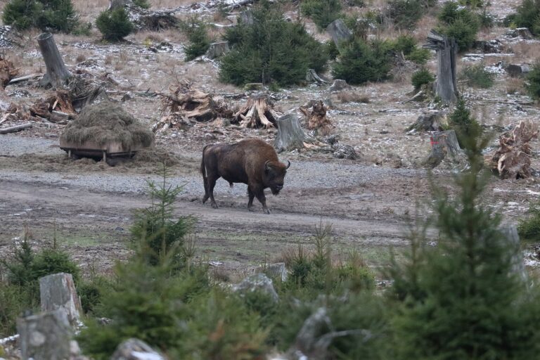 Wisent in der Wisent-Wildnis