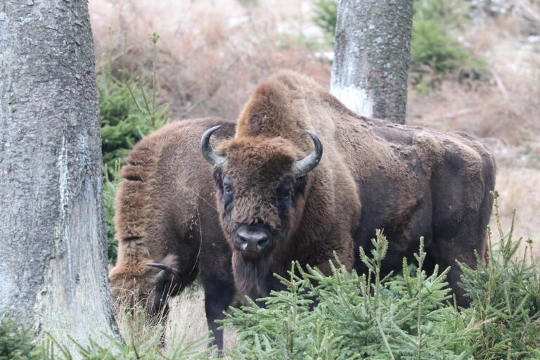 Wisent mit Hörnern zwischen jungen Fichten in der Wisent-Wildnis am Rothaarsteig
