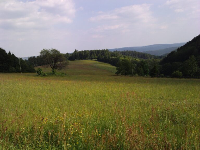 Wiese am Rothaarsteig bei Kühhude